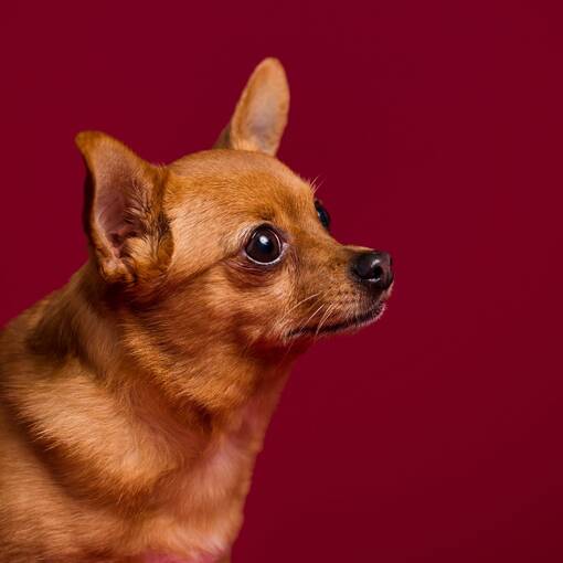 Savage taustakartonki Crimson 2,72x11m - Savage taustakartongit - 38863 - 1